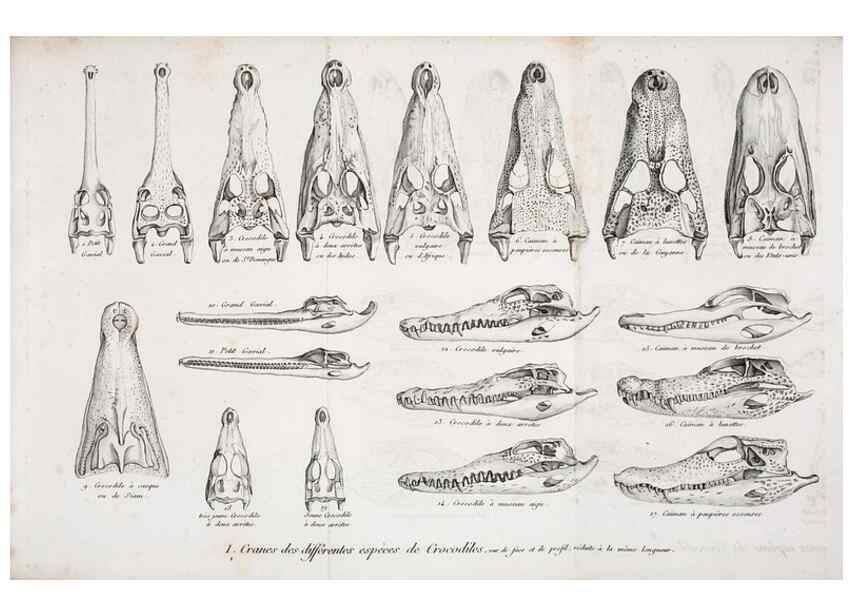 Reproducción/Reproduction 49065491131: Recherches sur les ossemens fossiles de quadrupèdes. Paris :Deterville,1812.. 