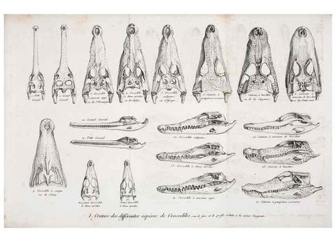 Reproducción/Reproduction 49065491131: Recherches sur les ossemens fossiles de quadrupèdes. Paris :Deterville,1812.. 