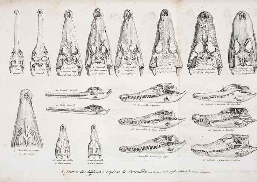 Reproducción/Reproduction 49065491131: Recherches sur les ossemens fossiles de quadrupèdes. Paris :Deterville,1812.. 