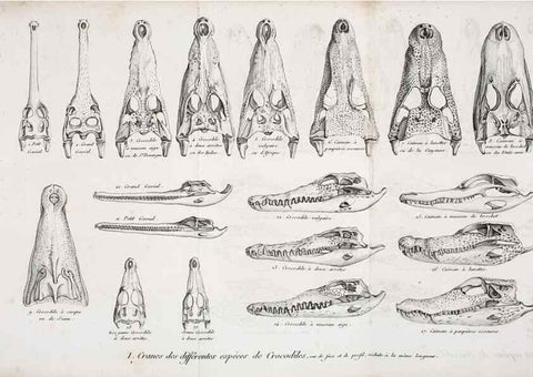 Reproducción/Reproduction 49065491131: Recherches sur les ossemens fossiles de quadrupèdes. Paris :Deterville,1812.. 