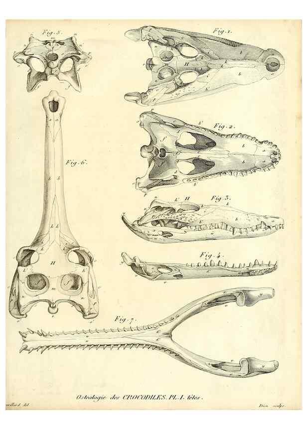 Reproducción/Reproduction 49064977028: Recherches sur les ossemens fossiles de quadrupèdes. Paris :Deterville,1812.. 