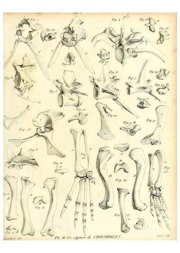 Reproducción/Reproduction 49065705572: Recherches sur les ossemens fossiles de quadrupèdes. Paris :Deterville,1812.. 