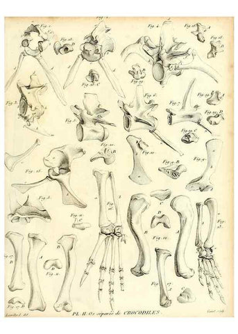Reproducción/Reproduction 49065705572: Recherches sur les ossemens fossiles de quadrupèdes. Paris :Deterville,1812.. 