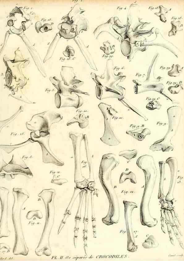 Reproducción/Reproduction 49065705572: Recherches sur les ossemens fossiles de quadrupèdes. Paris :Deterville,1812.. 