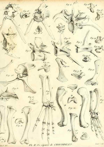Reproducción/Reproduction 49065705572: Recherches sur les ossemens fossiles de quadrupèdes. Paris :Deterville,1812.. 