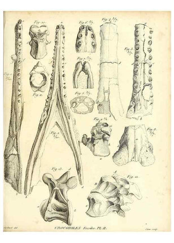 Reproducción/Reproduction 49065492591: Recherches sur les ossemens fossiles de quadrupèdes. Paris :Deterville,1812.. 