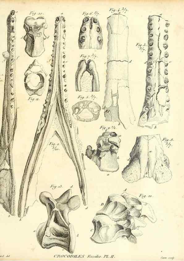 Reproducción/Reproduction 49065492591: Recherches sur les ossemens fossiles de quadrupèdes. Paris :Deterville,1812.. 