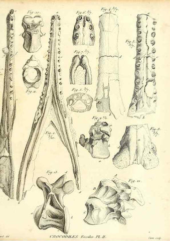 Reproducción/Reproduction 49065492591: Recherches sur les ossemens fossiles de quadrupèdes. Paris :Deterville,1812.. 