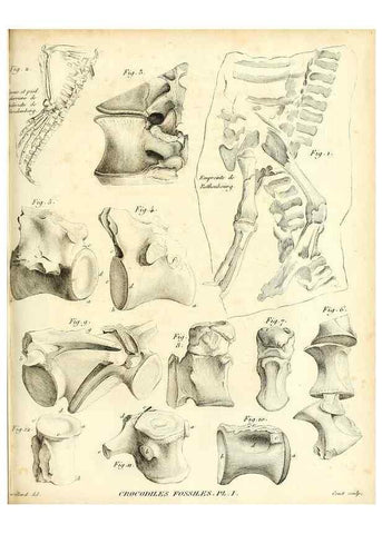 Reproducción/Reproduction 49065492846: Recherches sur les ossemens fossiles de quadrupèdes. Paris :Deterville,1812.. 