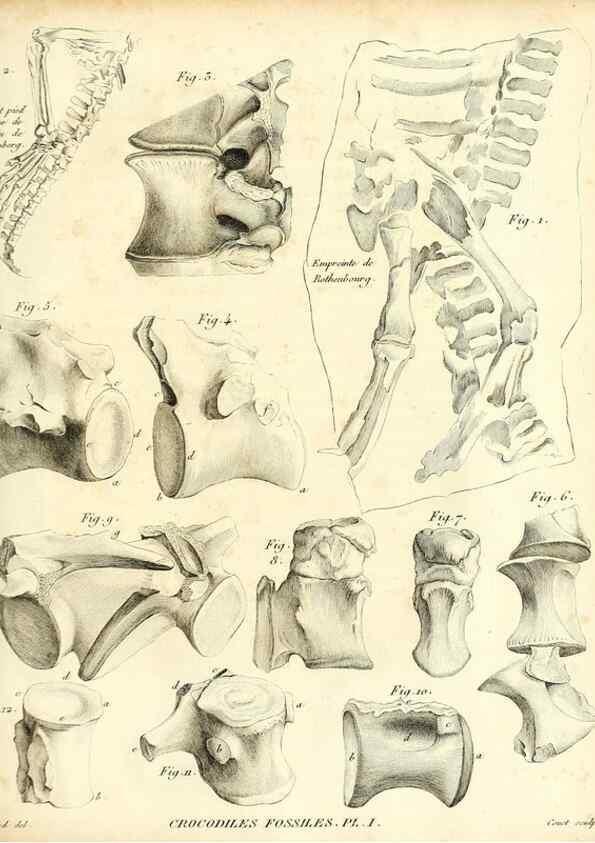 Reproducción/Reproduction 49065492846: Recherches sur les ossemens fossiles de quadrupèdes. Paris :Deterville,1812.. 
