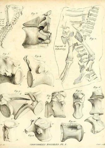 Reproducción/Reproduction 49065492846: Recherches sur les ossemens fossiles de quadrupèdes. Paris :Deterville,1812.. 