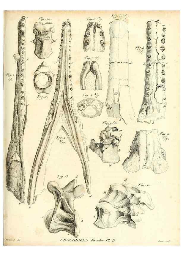 Reproducción/Reproduction 49065706577: Recherches sur les ossemens fossiles de quadrupèdes. Paris :Deterville,1812.. 