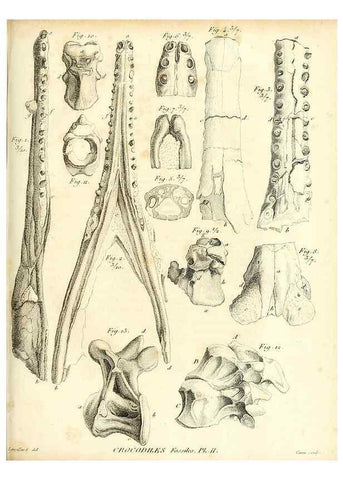 Reproducción/Reproduction 49065706577: Recherches sur les ossemens fossiles de quadrupèdes. Paris :Deterville,1812.. 