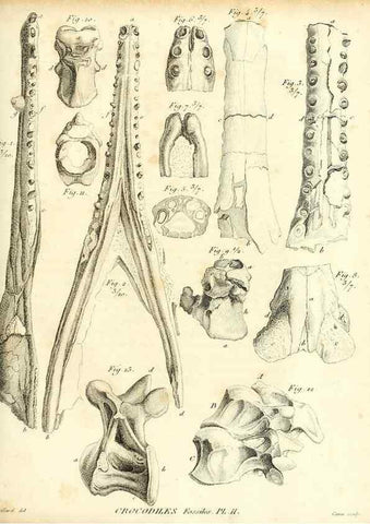 Reproducción/Reproduction 49065706577: Recherches sur les ossemens fossiles de quadrupèdes. Paris :Deterville,1812.. 