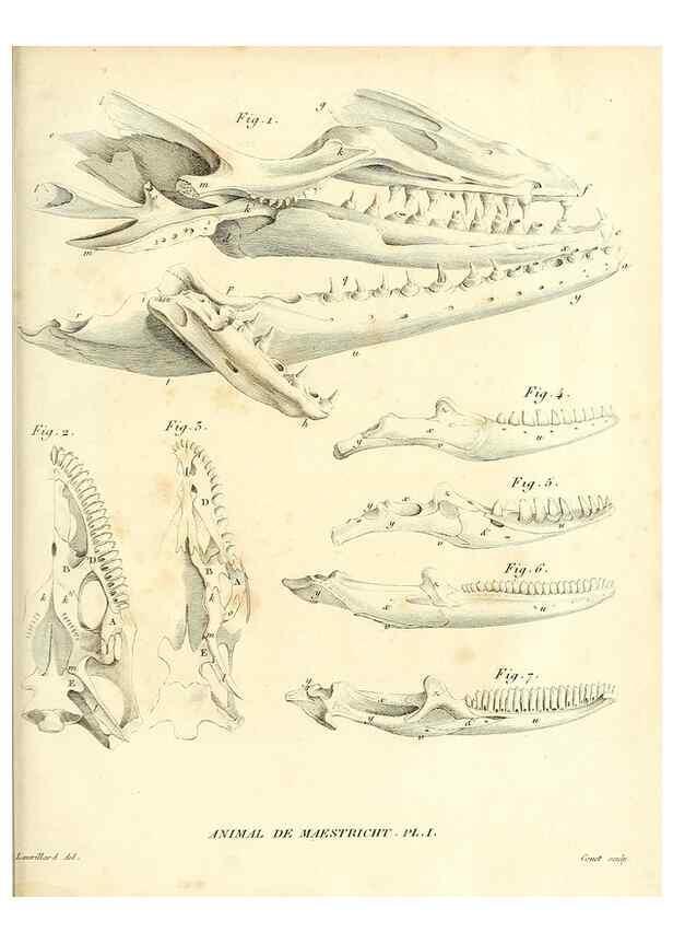 Reproducción/Reproduction 49065707012: Recherches sur les ossemens fossiles de quadrupèdes. Paris :Deterville,1812.. 