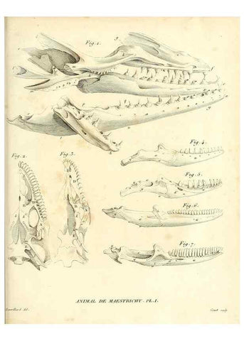 Reproducción/Reproduction 49065707012: Recherches sur les ossemens fossiles de quadrupèdes. Paris :Deterville,1812.. 