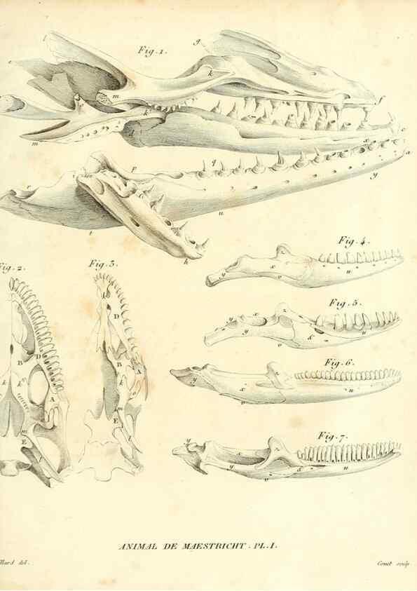 Reproducción/Reproduction 49065707012: Recherches sur les ossemens fossiles de quadrupèdes. Paris :Deterville,1812.. 