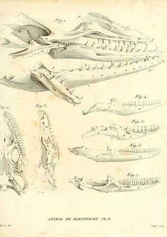 Reproducción/Reproduction 49065707012: Recherches sur les ossemens fossiles de quadrupèdes. Paris :Deterville,1812.. 