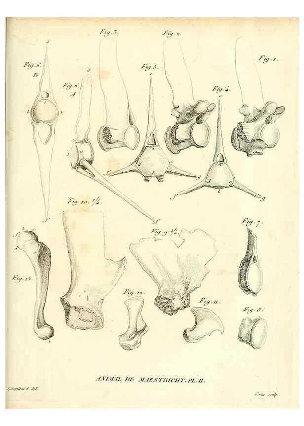 Reproducción/Reproduction 49065707327: Recherches sur les ossemens fossiles de quadrupèdes. Paris :Deterville,1812.. 