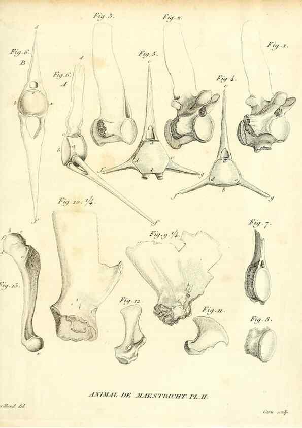 Reproducción/Reproduction 49065707327: Recherches sur les ossemens fossiles de quadrupèdes. Paris :Deterville,1812.. 