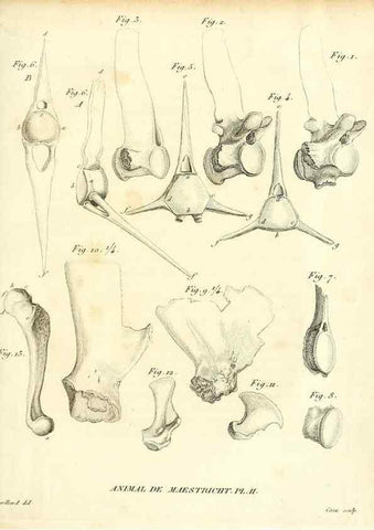 Reproducción/Reproduction 49065707327: Recherches sur les ossemens fossiles de quadrupèdes. Paris :Deterville,1812.. 