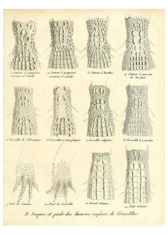 Reproducción/Reproduction 49065491461: Recherches sur les ossemens fossiles de quadrupèdes. Paris :Deterville,1812.. 