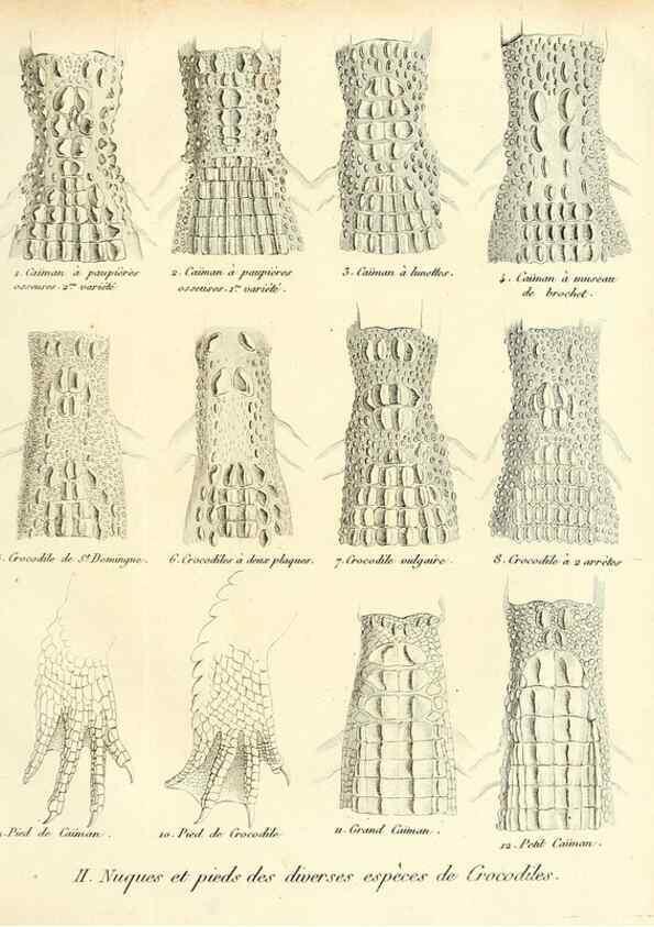 Reproducción/Reproduction 49065491461: Recherches sur les ossemens fossiles de quadrupèdes. Paris :Deterville,1812.. 