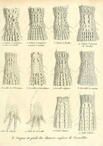 Reproducción/Reproduction 49065491461: Recherches sur les ossemens fossiles de quadrupèdes. Paris :Deterville,1812.. 