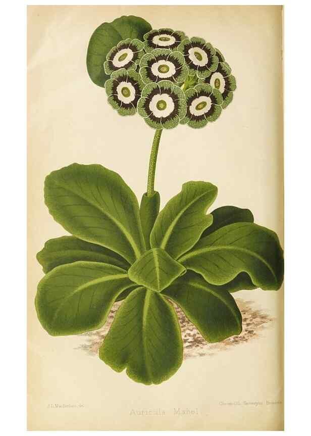 Reproducción/Reproduction 49090323716: The florist and pomologist, and suburban gardener.. London :Published for the proprietors by Messrs. Kent & Co.,1880-. 