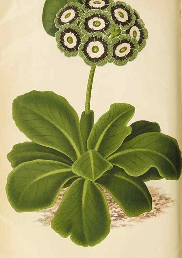 Reproducción/Reproduction 49090323716: The florist and pomologist, and suburban gardener.. London :Published for the proprietors by Messrs. Kent & Co.,1880-. 