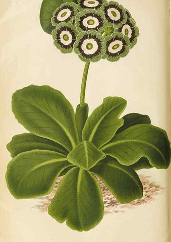 Reproducción/Reproduction 49090323716: The florist and pomologist, and suburban gardener.. London :Published for the proprietors by Messrs. Kent & Co.,1880-. 