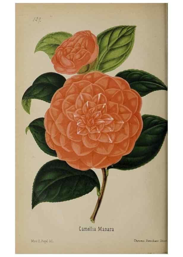 Reproducción/Reproduction 49089965597: The florist and pomologist, and suburban gardener.. London :Published for the proprietors by Messrs. Kent & Co.,1880-. 