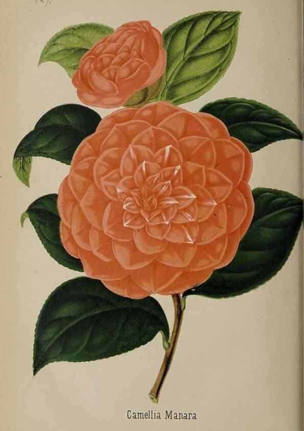 Reproducción/Reproduction 49089965597: The florist and pomologist, and suburban gardener.. London :Published for the proprietors by Messrs. Kent & Co.,1880-. 