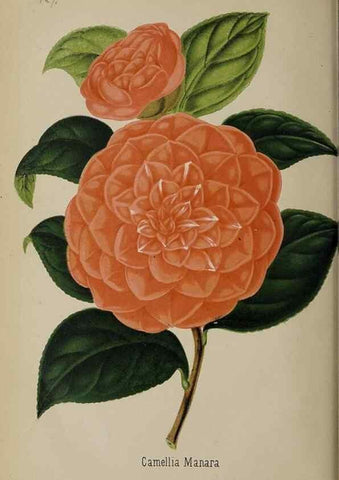 Reproducción/Reproduction 49089965597: The florist and pomologist, and suburban gardener.. London :Published for the proprietors by Messrs. Kent & Co.,1880-. 