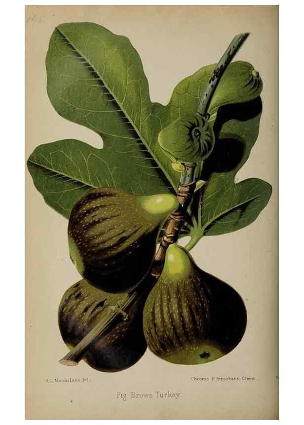 Reproducción/Reproduction 49089761941: The florist and pomologist, and suburban gardener.. London :Published for the proprietors by Messrs. Kent & Co.,1880-. 
