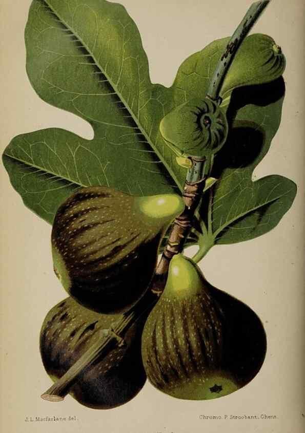 Reproducción/Reproduction 49089761941: The florist and pomologist, and suburban gardener.. London :Published for the proprietors by Messrs. Kent & Co.,1880-. 