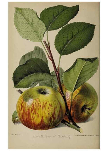 Reproducción/Reproduction 49089895986: The florist and pomologist, and suburban gardener.. London :Published for the proprietors by Messrs. Kent & Co.,1880-. 