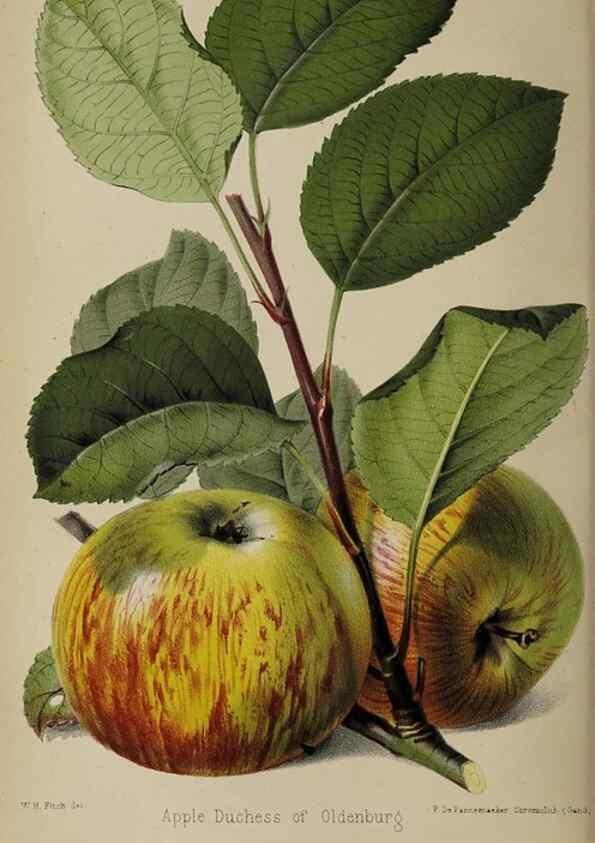 Reproducción/Reproduction 49089895986: The florist and pomologist, and suburban gardener.. London :Published for the proprietors by Messrs. Kent & Co.,1880-. 