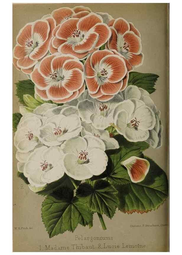 Reproducción/Reproduction 49090099182: The florist and pomologist, and suburban gardener.. London :Published for the proprietors by Messrs. Kent & Co.,1880-. 