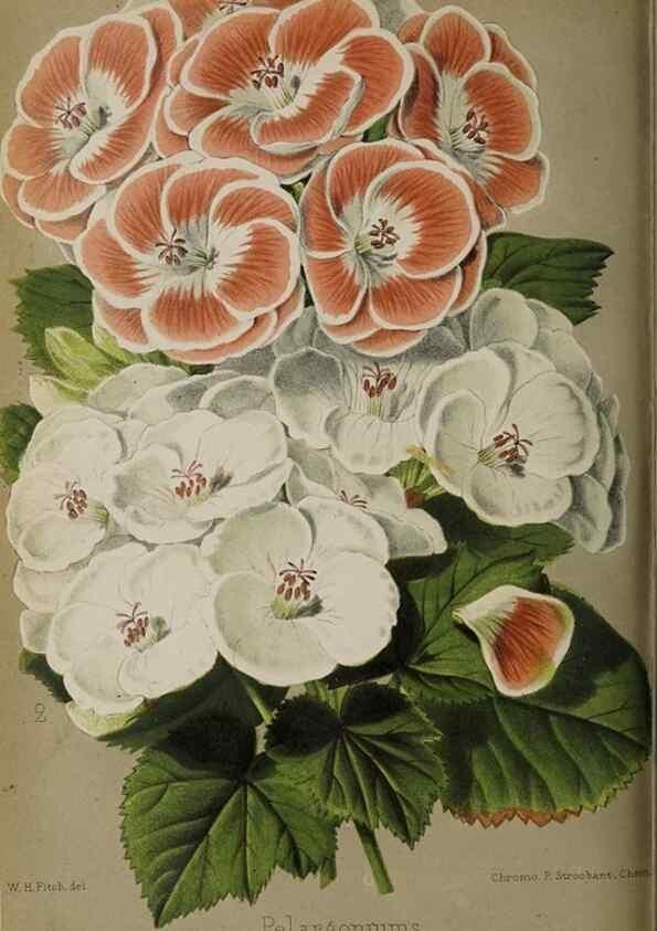 Reproducción/Reproduction 49090099182: The florist and pomologist, and suburban gardener.. London :Published for the proprietors by Messrs. Kent & Co.,1880-. 
