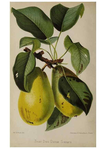 Reproducción/Reproduction 49089896636: The florist and pomologist, and suburban gardener.. London :Published for the proprietors by Messrs. Kent & Co.,1880-. 