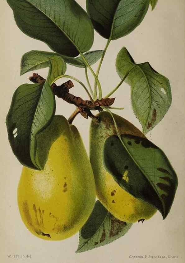 Reproducción/Reproduction 49089896636: The florist and pomologist, and suburban gardener.. London :Published for the proprietors by Messrs. Kent & Co.,1880-. 