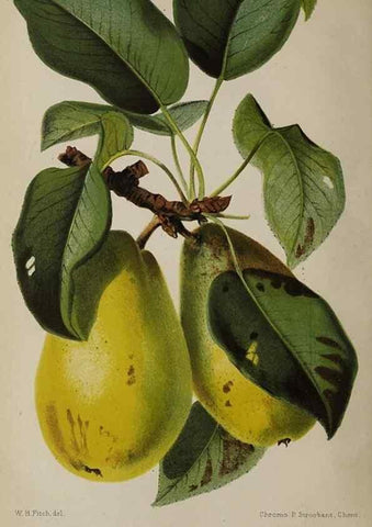 Reproducción/Reproduction 49089896636: The florist and pomologist, and suburban gardener.. London :Published for the proprietors by Messrs. Kent & Co.,1880-. 