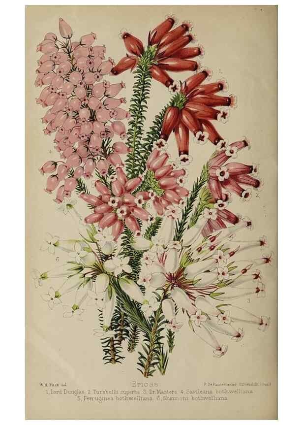 Reproducción/Reproduction 49090099747: The florist and pomologist, and suburban gardener.. London :Published for the proprietors by Messrs. Kent & Co.,1880-. 