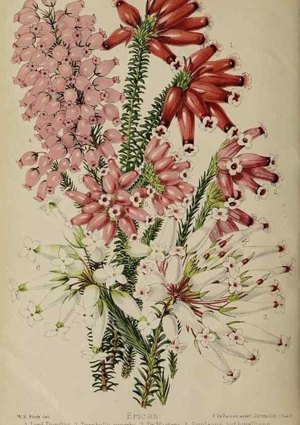 Reproducción/Reproduction 49090099747: The florist and pomologist, and suburban gardener.. London :Published for the proprietors by Messrs. Kent & Co.,1880-. 
