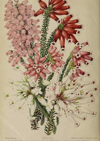 Reproducción/Reproduction 49090099747: The florist and pomologist, and suburban gardener.. London :Published for the proprietors by Messrs. Kent & Co.,1880-. 