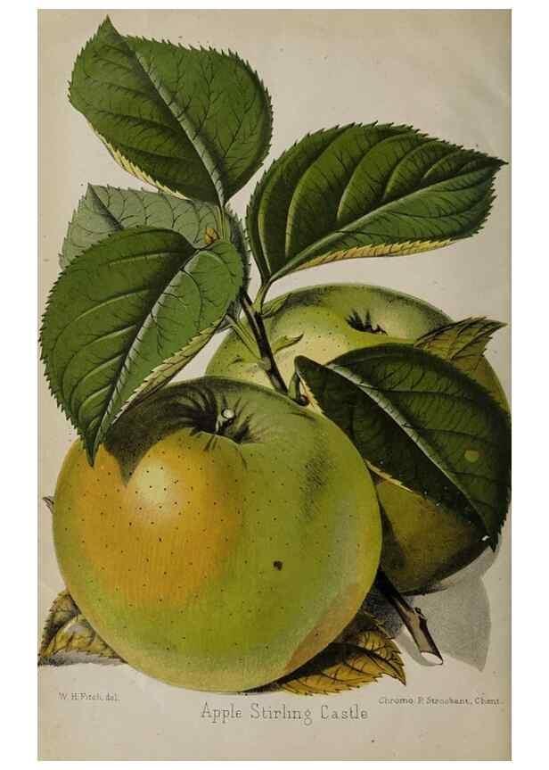 Reproducción/Reproduction 49089387733: The florist and pomologist, and suburban gardener.. London :Published for the proprietors by Messrs. Kent & Co.,1880-. 