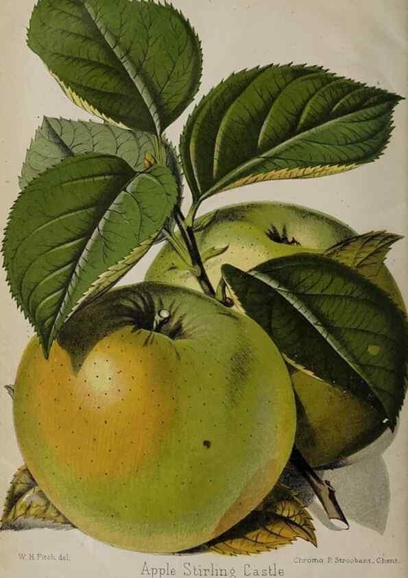 Reproducción/Reproduction 49089387733: The florist and pomologist, and suburban gardener.. London :Published for the proprietors by Messrs. Kent & Co.,1880-. 