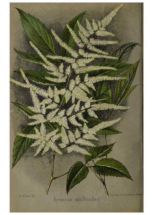 Reproducción/Reproduction 49089897591: The florist and pomologist, and suburban gardener.. London :Published for the proprietors by Messrs. Kent & Co.,1880-. 