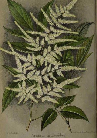 Reproducción/Reproduction 49089897591: The florist and pomologist, and suburban gardener.. London :Published for the proprietors by Messrs. Kent & Co.,1880-. 